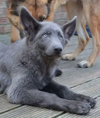 10 Different German Shepherd Colors Coat Patterns Available