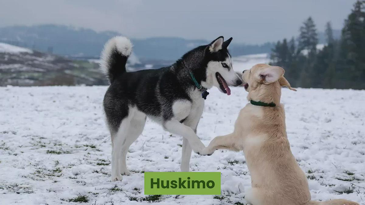'Video thumbnail for Huskimo: 11 Things You Didn’t Know About the Huskimo Breed'