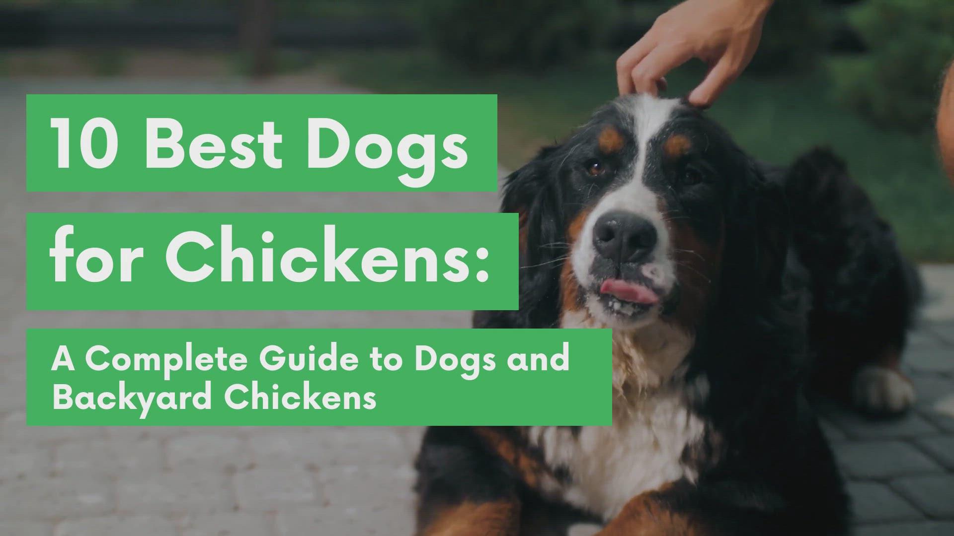 'Video thumbnail for 10 Best (and Worst) Dog Breeds for Chickens'
