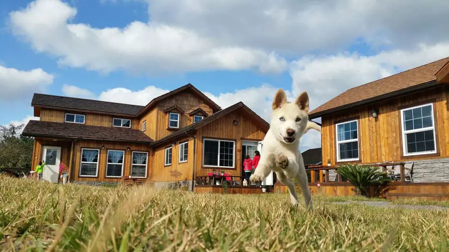 Survey For Medical Marijuana Use For Pets