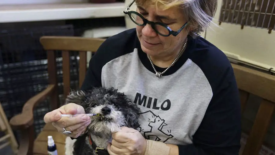 Marijuana And Dog Treatments