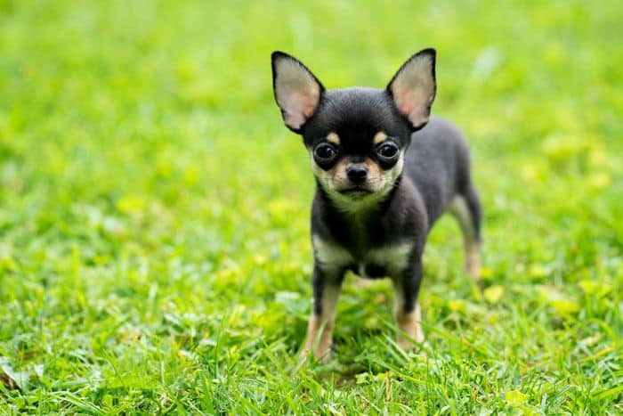 deer head chihuahua teacup