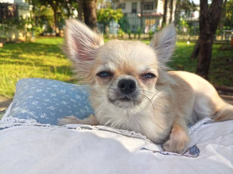 old teacup chihuahua