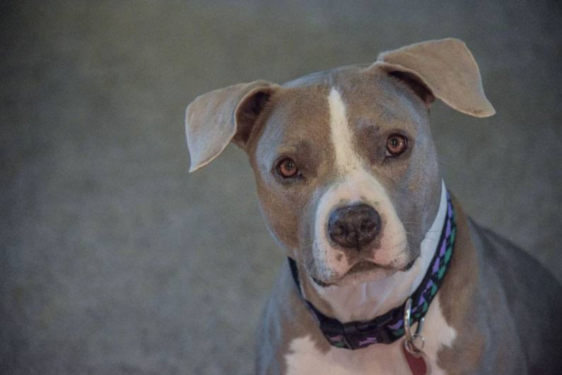 blue nose pitbull girl