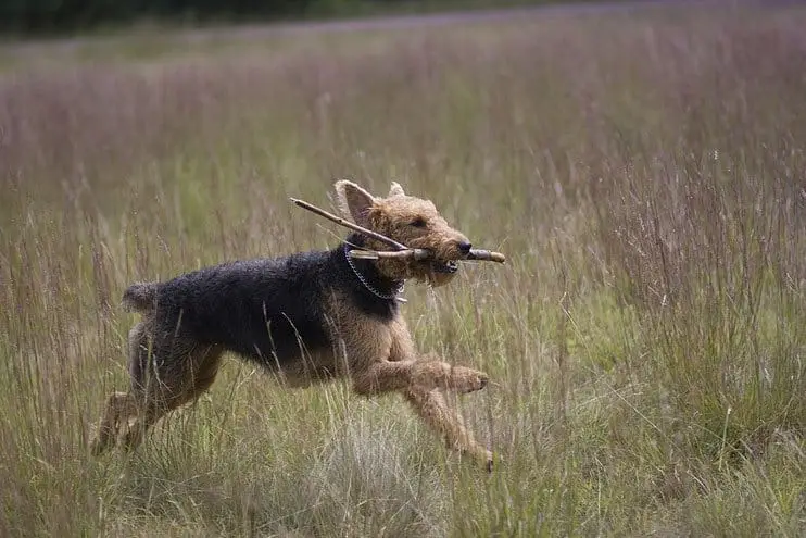 Airedale Terrier - Curly Haired Dog Breed Airedale Terrier - Black and Tan Curly Haired Dog Breed