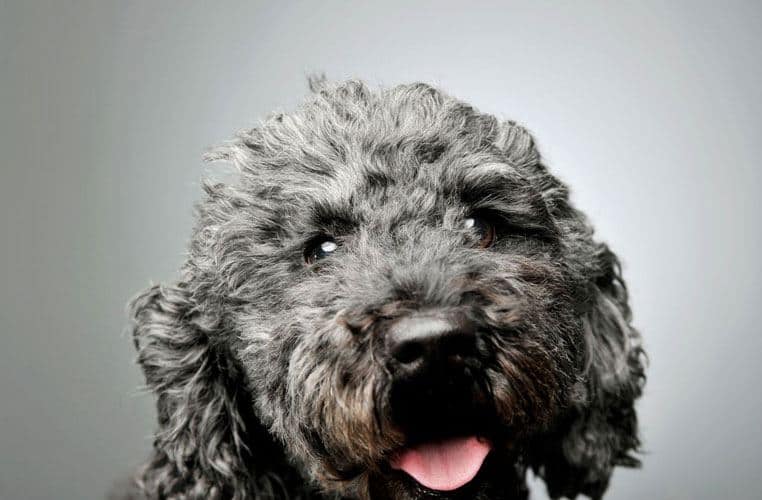 Hungarian Pumi - Curly Haired Dog Breed Hungarian Pumi - Black Curly Haired Dog Breed