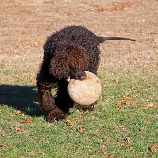 Irish Water Spaniel Purebred - Dark Brown Curly Haired Dog Breed