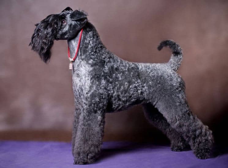 Kerry Blue Terrier - Black and Grey Curly Haired Dog Breed