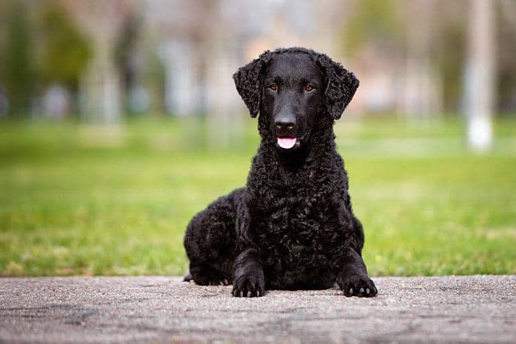 Purebred Curly Coated Retriever - Curly Haired Dog Breed Purebred Curly Coated Retriever - Black Curly Haired Dog Breed