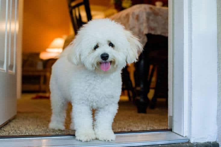 Bichon Frise - White Curly Haired Dog Breed