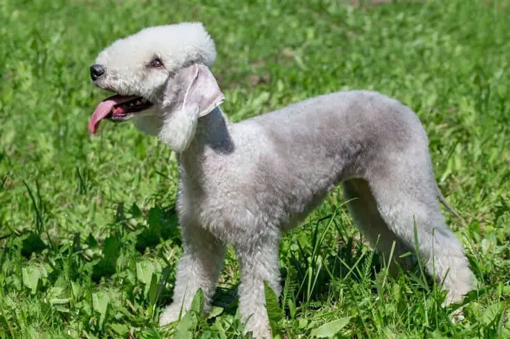 Bedlington Terrier Puppy  - White Curly Haired Dog Breed