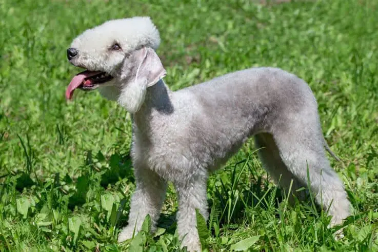 Bedlington Terrier Puppy - Curly Haired Dog Breed Bedlington Terrier Puppy - White Curly Haired Dog Breed
