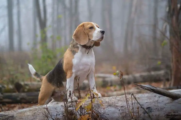 All About The Beagle Lab Mix Beagador Breed Guide