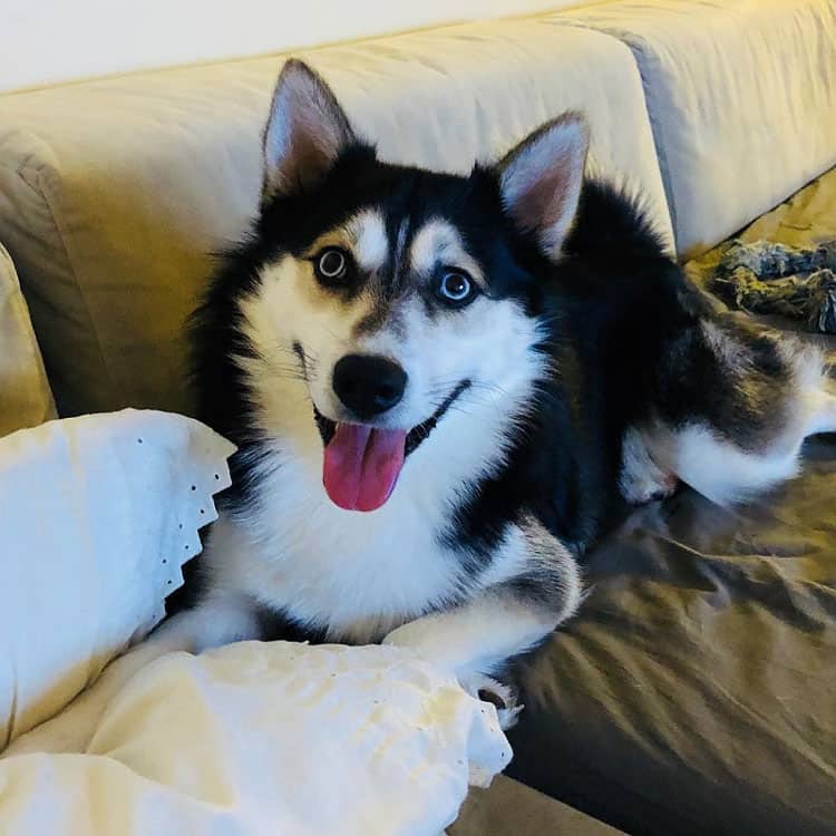 huskimo