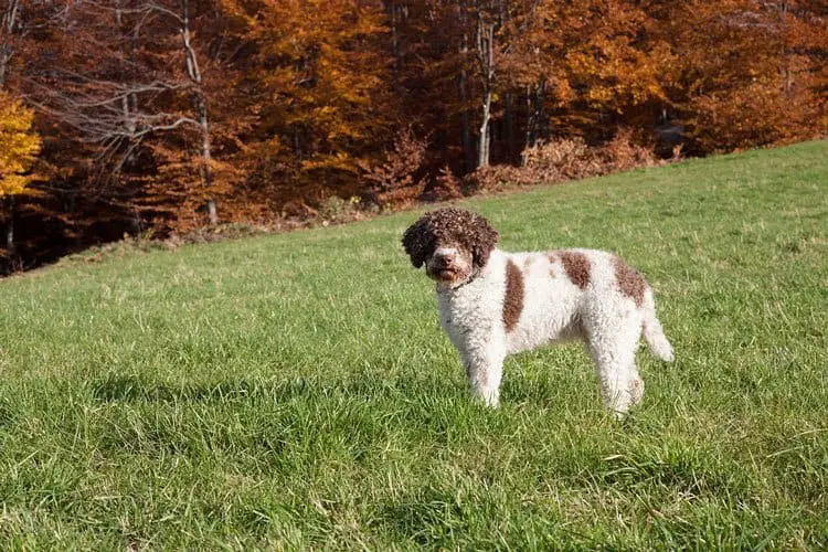 Lagotto Romagnolo - Curly Haired Dog Breed Lagotto Romagnolo - Brown and White Curly Haired Dog Breed