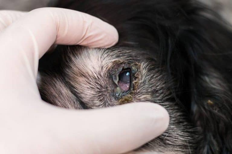 Why is My Dog Losing Hair Around Their Eyes Why is My Dog Losing Hair Around Their Eyes