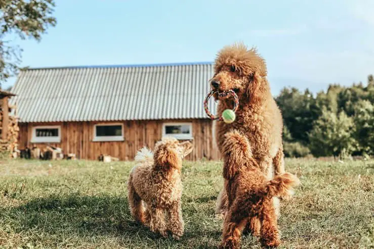 Standard Poodle - Brown Curly-Haired Dog Breed Standard Poodle - Light Brown Curly-Haired Dog Breed