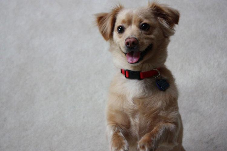 Golden Chi