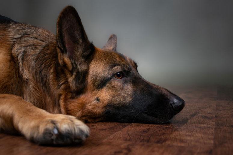 The-German-Shepherd-dog-is-upset