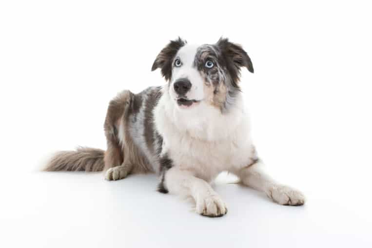 Blue Merle Boder Collie