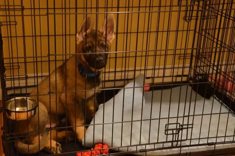 how to stop a dog from peeing in his crate