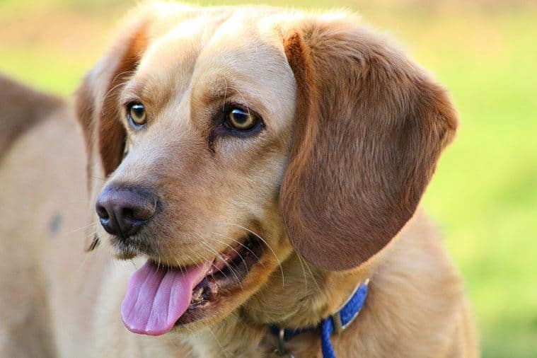 beagle lab mix