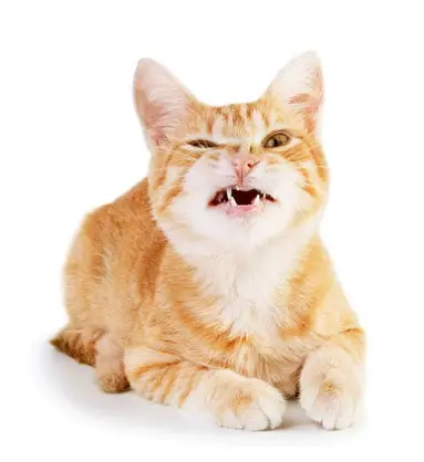 bruxism teeth grinding in cats