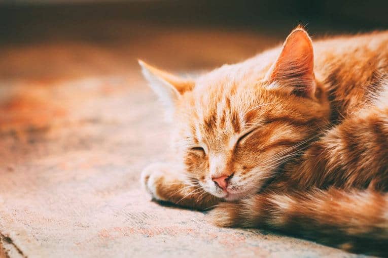 What Do Your Cat's Sleeping Positions Mean? - Vet Guru