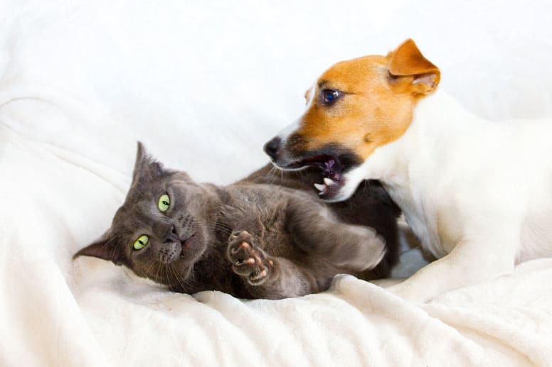 worst dog breeds for cats