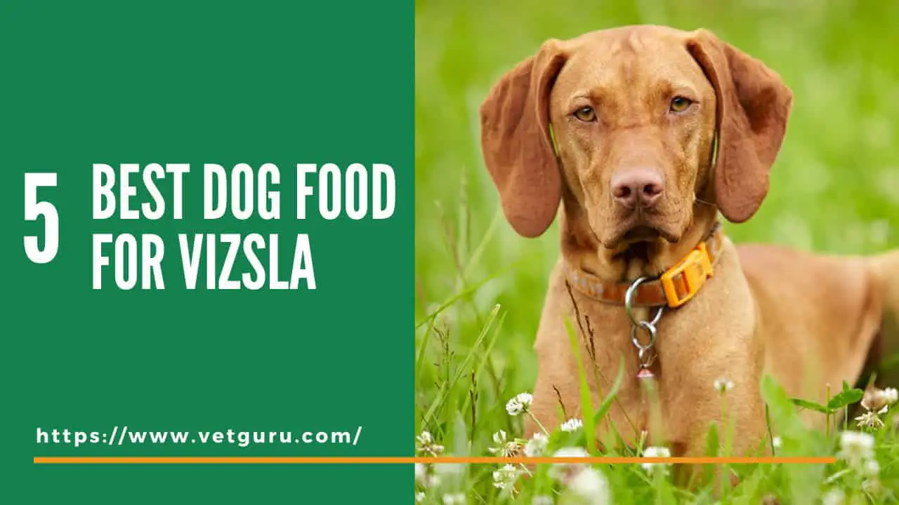 best-dog-food-for-vizsla