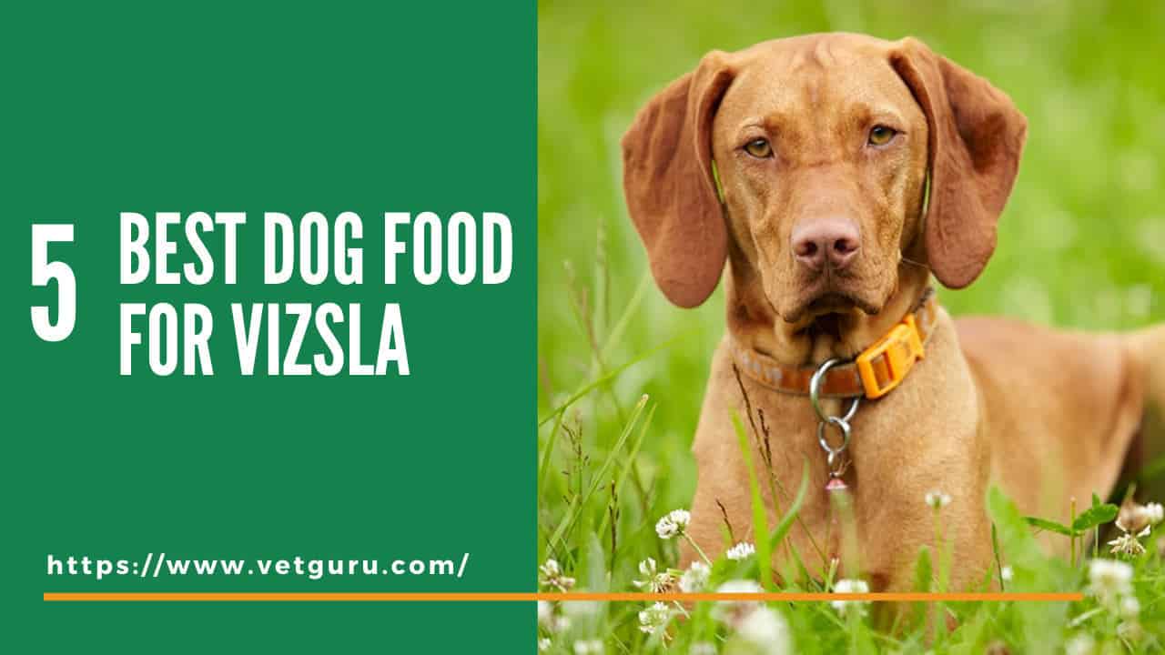 best food for vizsla