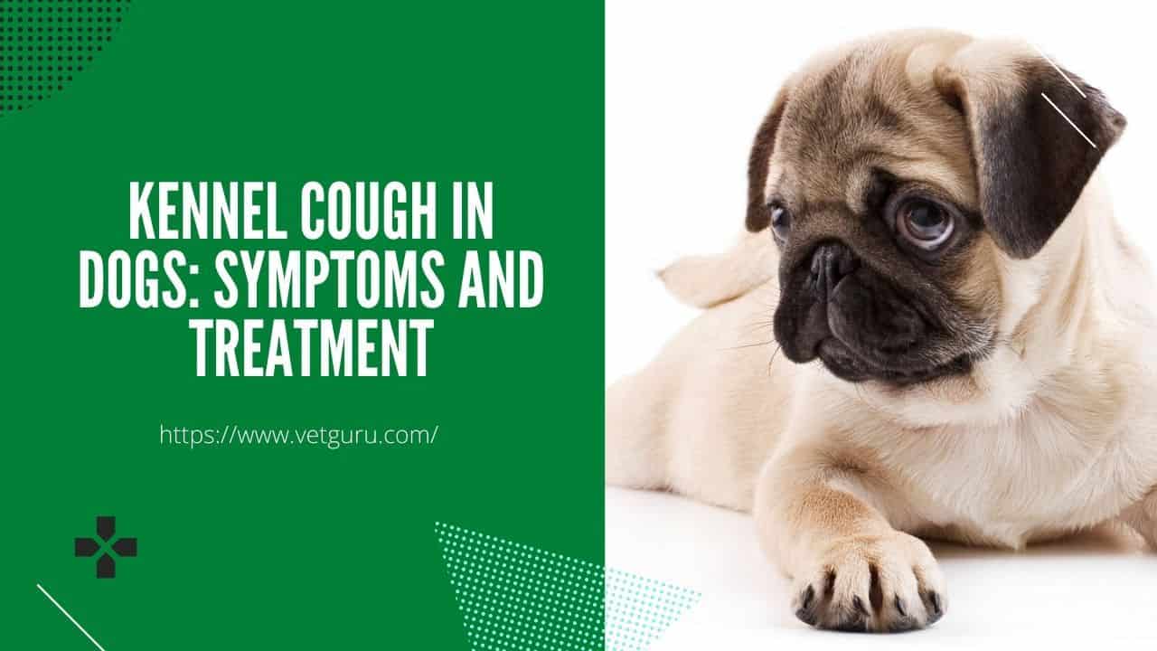 Kennel Cough in Dogs
