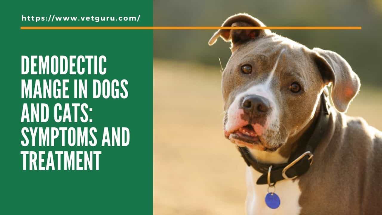 Demodectic Mange in Dogs and Cats