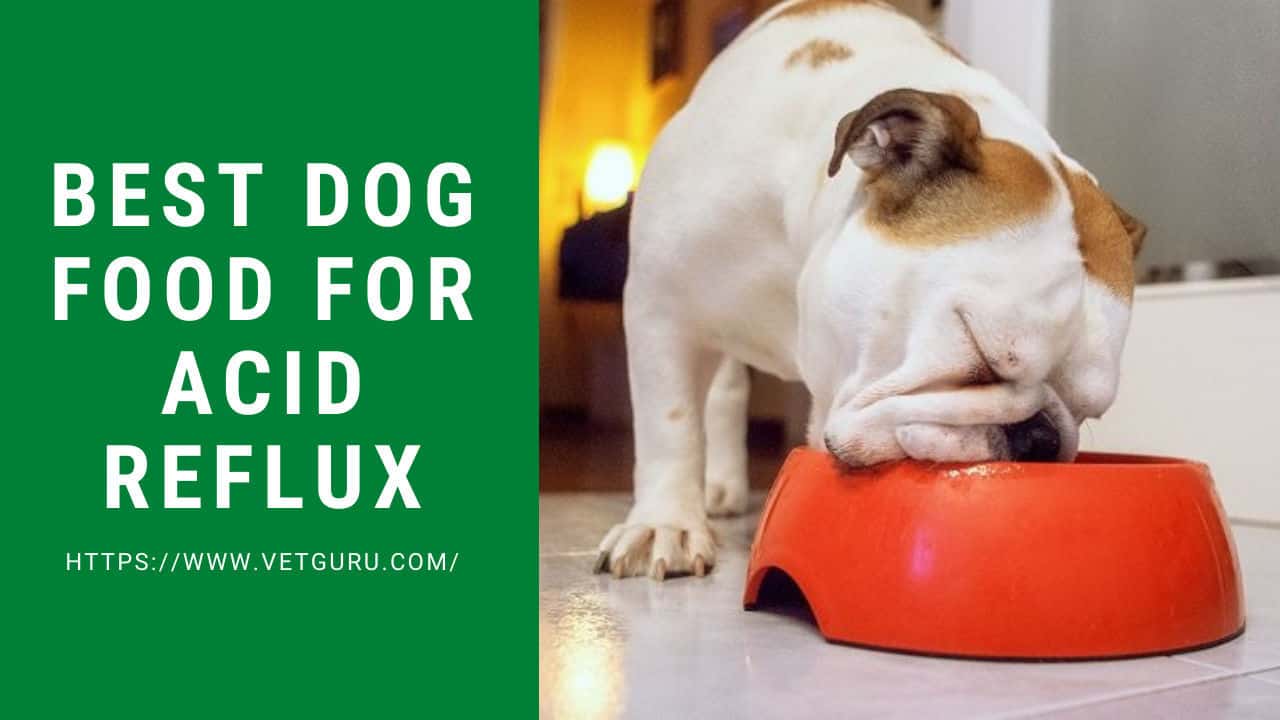 Best Dog Food for Acid Reflux (2021 Reviews)