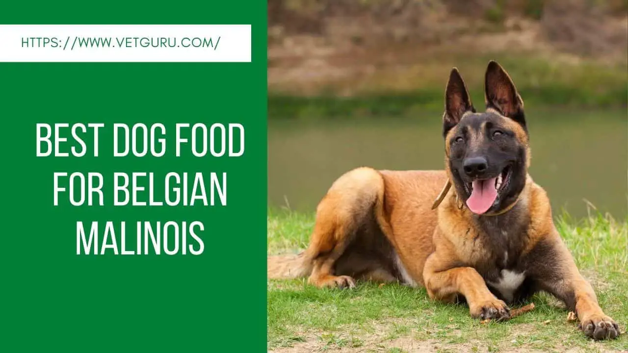 Best Dog Food for Belgian Malinois