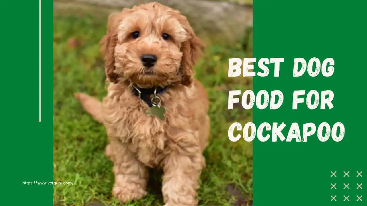 Best Dog Food for Cockapoo