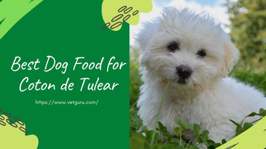 Best Dog Food for Coton de Tulear of 2021