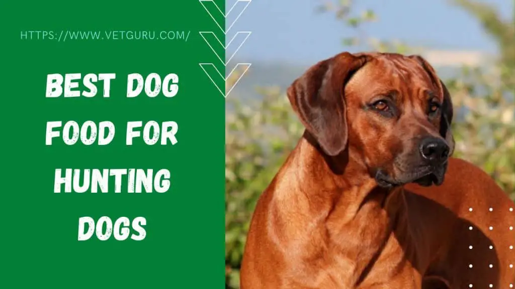 Best Dog Food for Hunting Dogs [Reviewed in 2021]