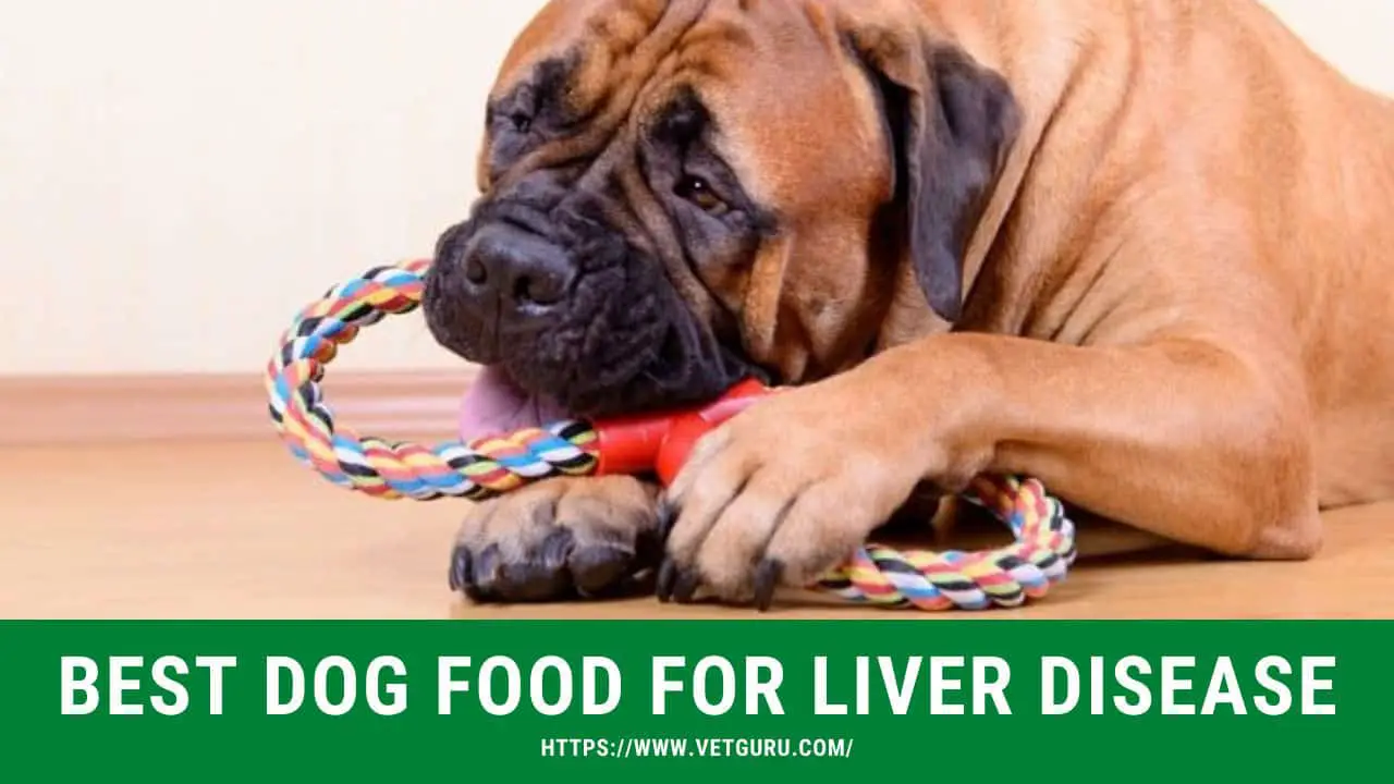 best dog food for liver disease