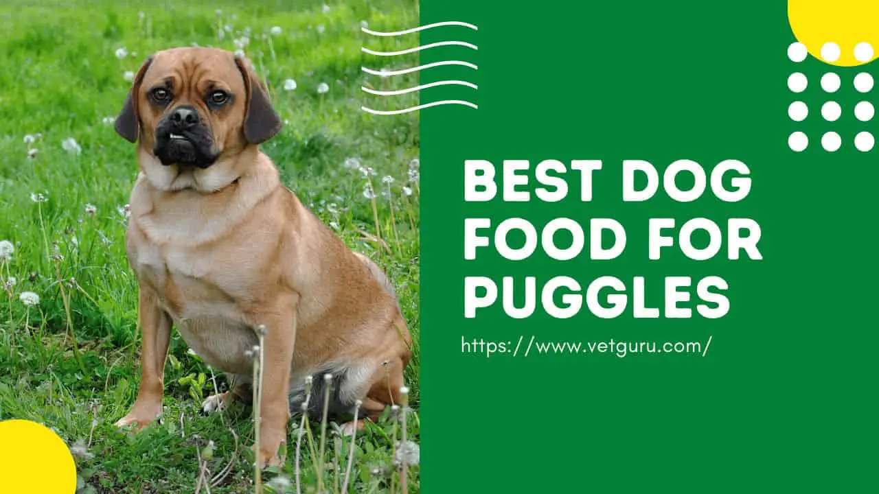 Best Dog Food for Puggles