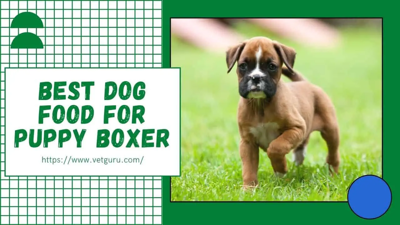 Best Dog Food for Puppy Boxer