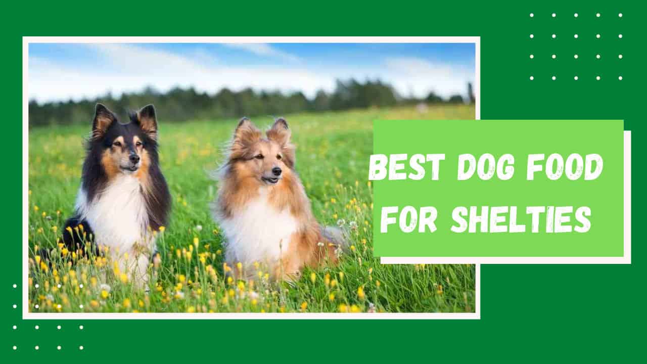 best dog food for shelties