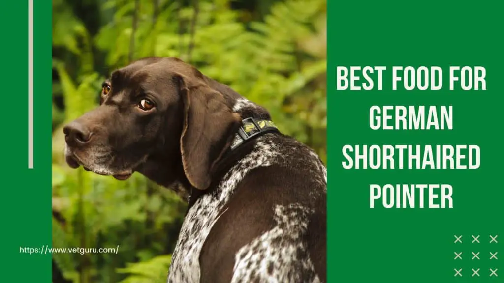 Best Food for German Shorthaired Pointer (Reviewed in 2021)