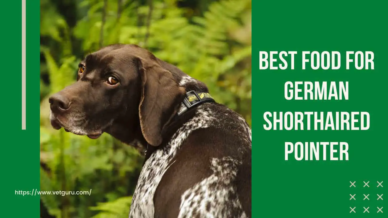 Best Food for German Shorthaired Pointer