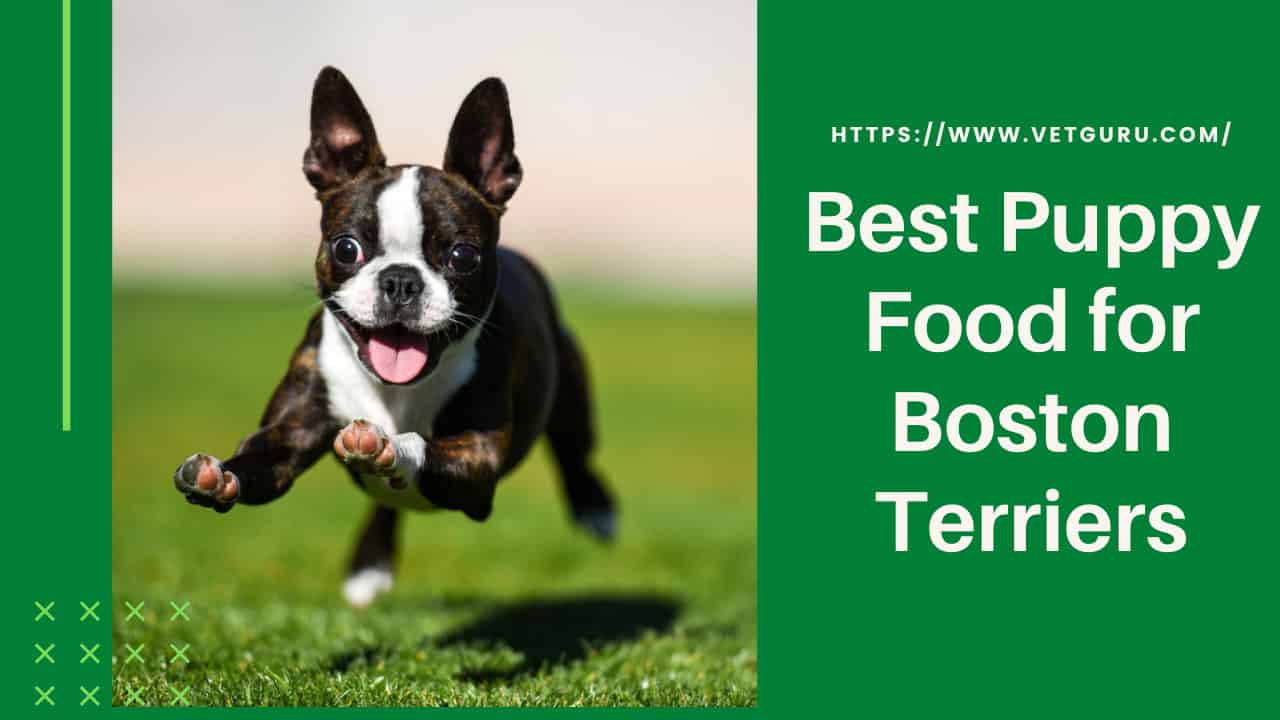 Best Puppy Food for Boston Terriers