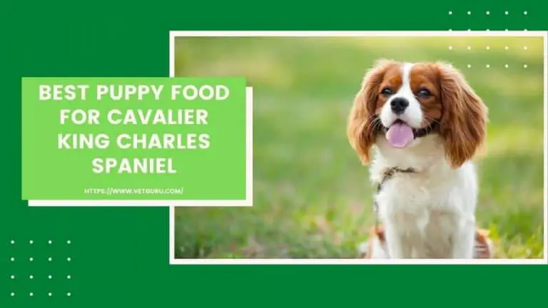 Best Puppy Food for Cavalier King Charles Spaniel 2021