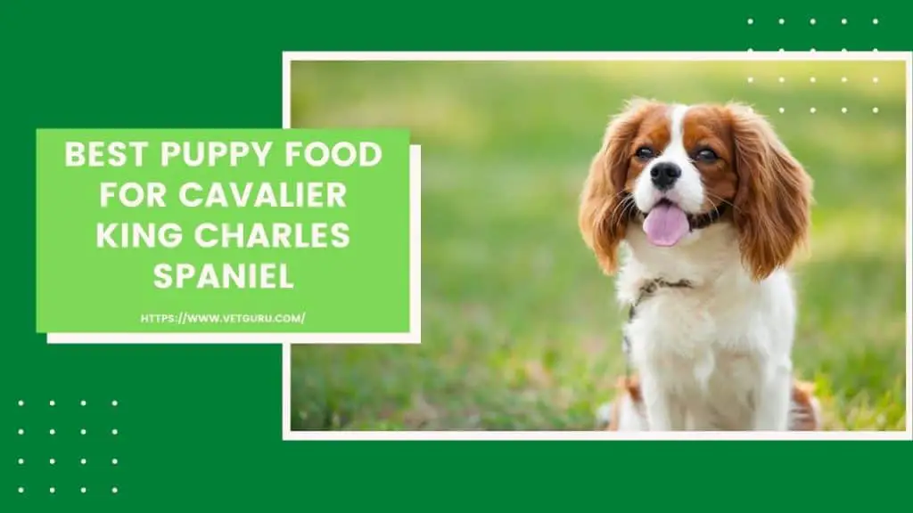 Best Puppy Food for Cavalier King Charles Spaniel