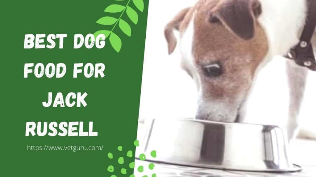 Best Dog Food for Jack Russell [Reviewed in 2021]