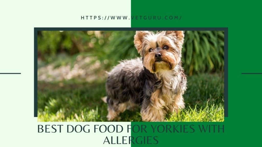 Best Dog Food for Yorkies with Allergies [Reviewed in 2021]