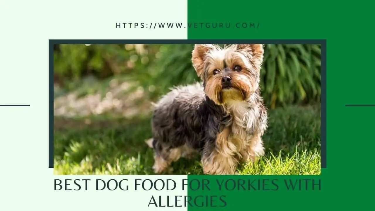 Best Dog Food for Yorkies with Allergies